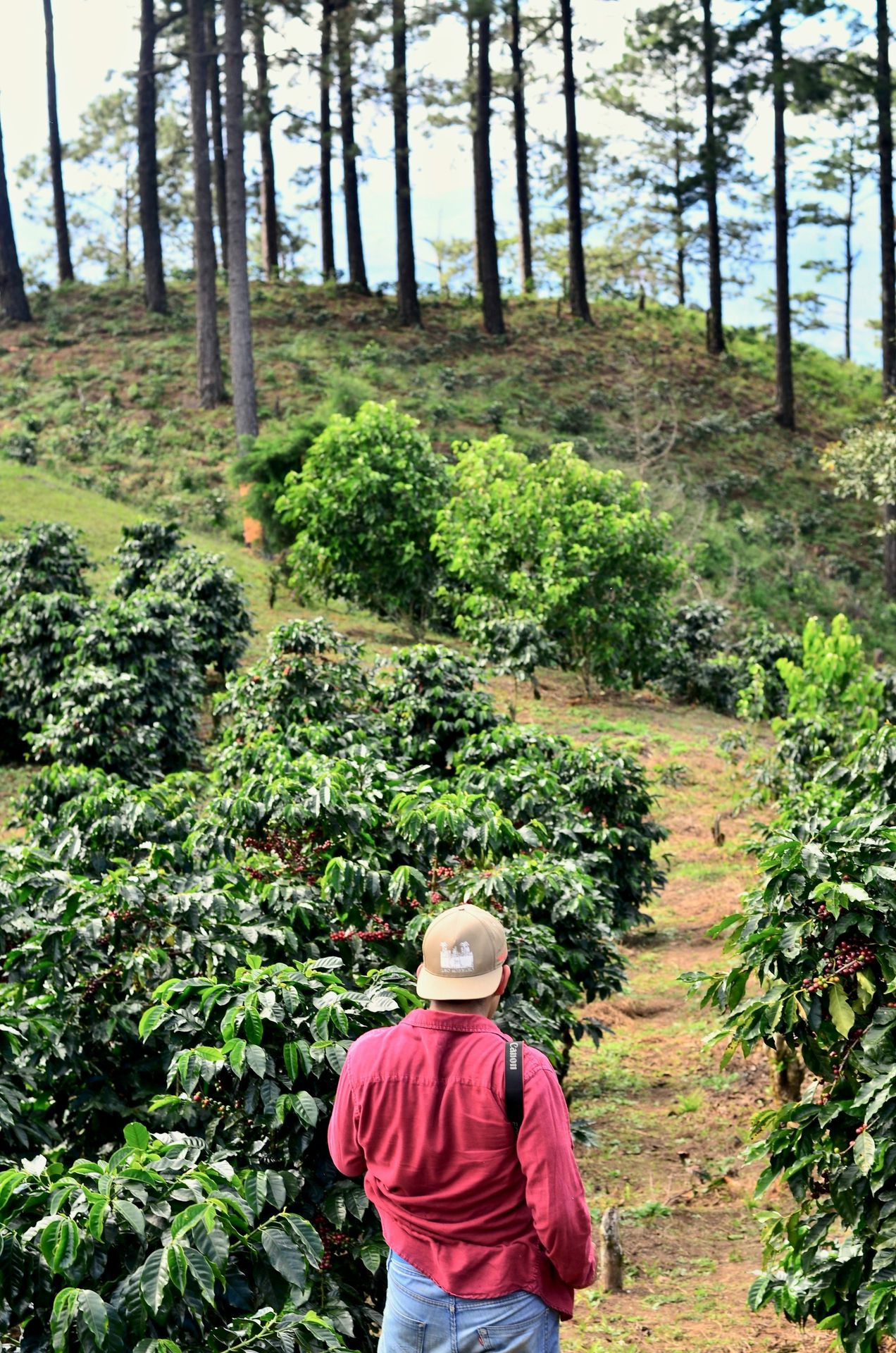 Gayo coffee farm in Sumatra highlands by Coffest Roastery